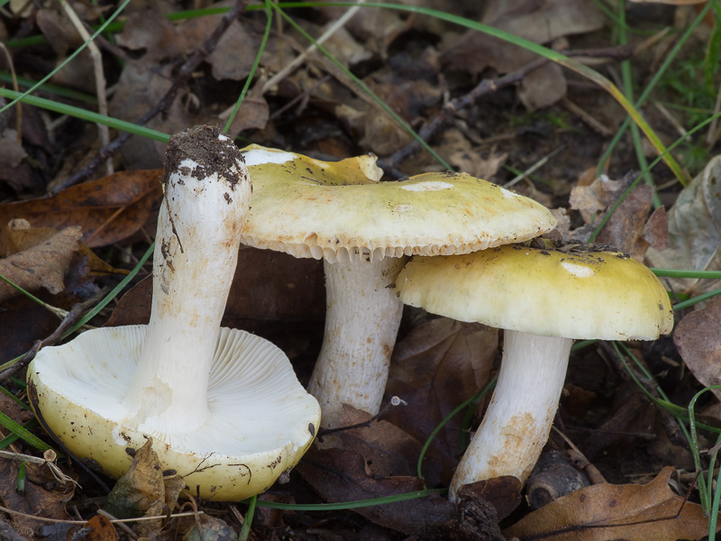 Russula krombholzii